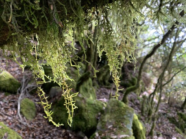 20240210高雄斯拉巴庫山2431516