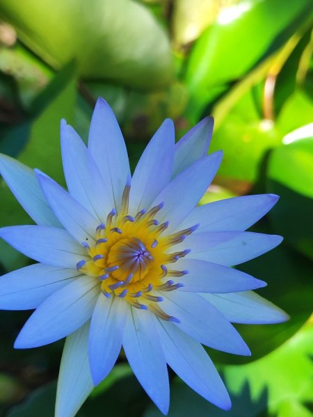 後花園散散步2936584