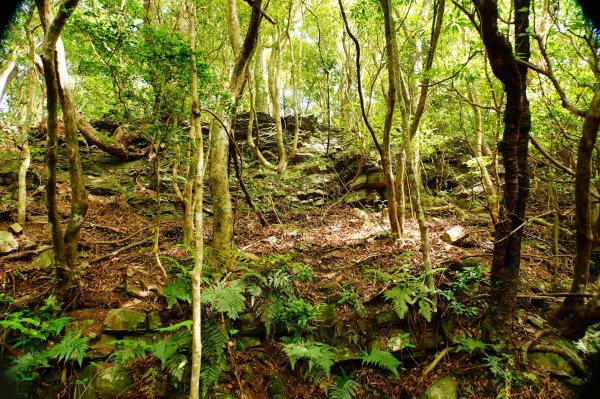 新竹 尖石 道下山、牛欄坑山、大混山3064753