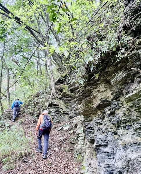 奧萬大登合流點山順撿楓樹林山.獅子頭    2025.3.112734135