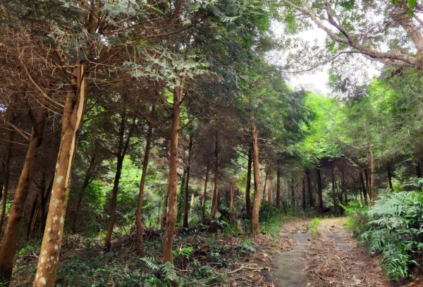 【中級山】有熊森林，谷關三雌白冷山2741099