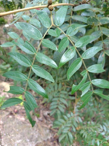 鳳鳴古道 鳳鳴山 南隘勇（南長城）古道 三湖山 八達嶺（龍骨）古道 綠色古道 延平古道2975182