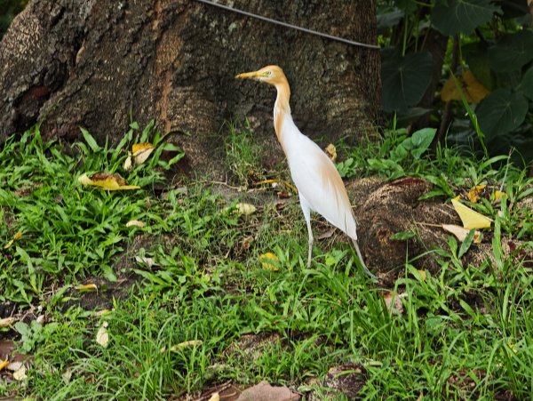 [跟著2025雙北世壯運探索雙北市-1/21] 2025_0607 飛盤競技道（華江雁鴨河濱步道）2807810