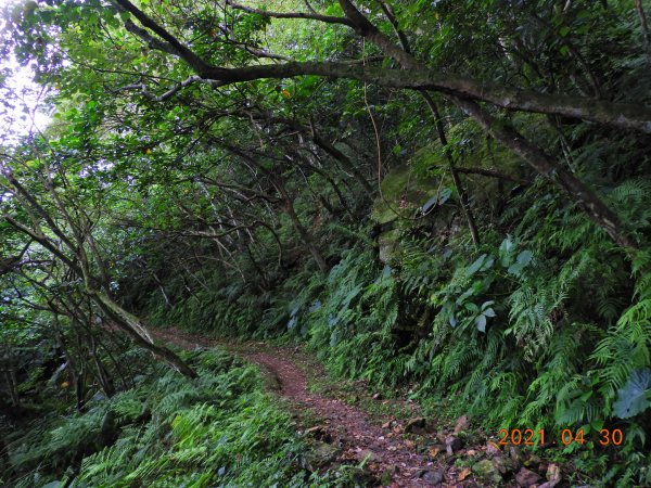 花蓮 撒固兒步道1368096