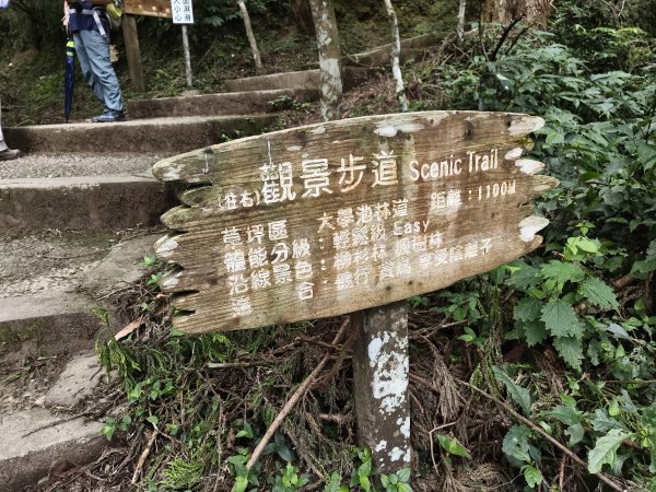 [百山百鳥尋旅-05/15] 2025_0830 溪頭賞鳥步道_觀景步道2875598
