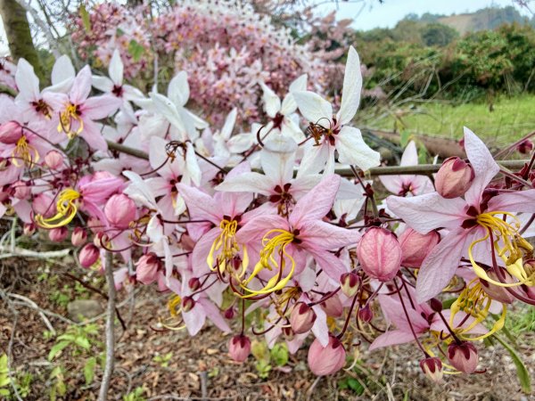 楠西悠遊(鹿陶洋.爐芝潭山)  2026.3.263027446