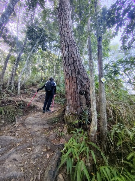 唐麻丹山 蝴蝶谷2918944