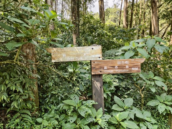 [百山百鳥尋旅-05/15] 2025_0830 溪頭賞鳥步道_銀杏步道2875522
