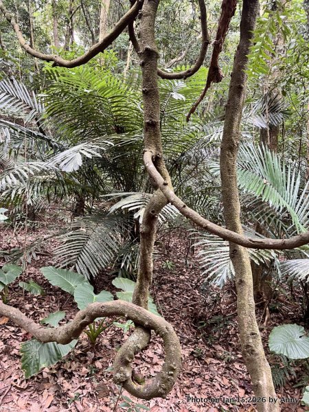 【新竹＋苗栗】猿獅縱走2989063