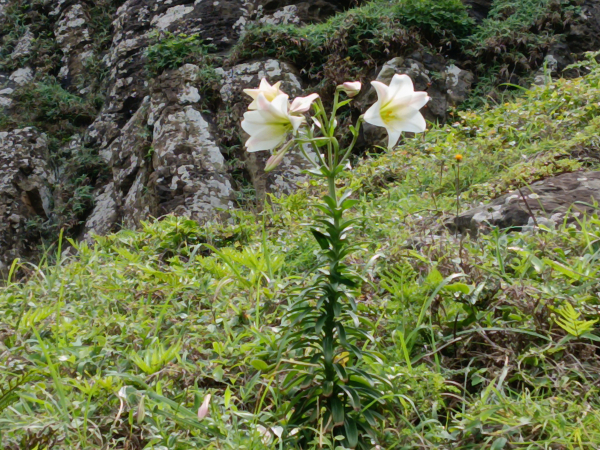 瑞芳區神秘海岸+鼻頭角燈塔+鼻頭角稜谷步道O型