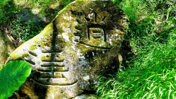 陽明山16草原之西線8草原2904059