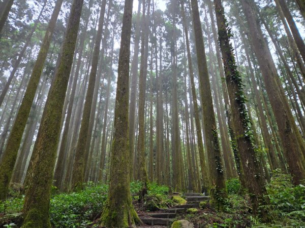 二萬坪山、二萬坪森林步道3055598