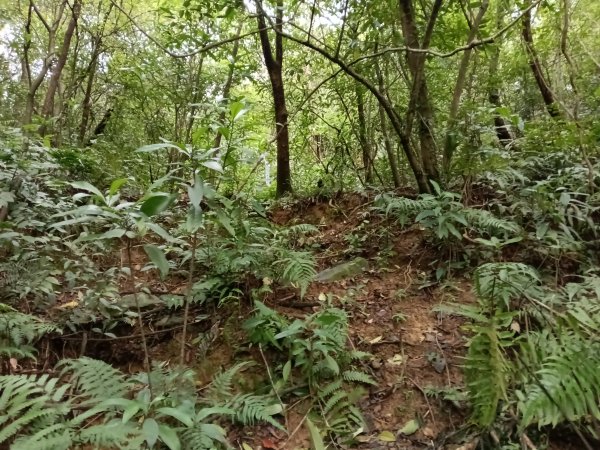 雙溪區石壁坑橋+平林山+武山煤礦土地公+上林山稜線+彎穹越嶺古道+石壁坑橋O型2991286