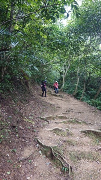 桃園龜山-兔仔坑大棟山987069