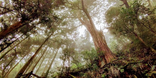 【新竹】觀霧迷幻森林：檜山巨木群步道1111870
