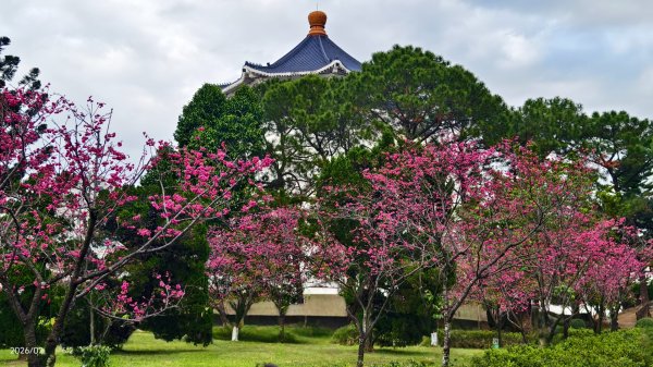 #虎山  #101大樓  #國父紀念館 #河津櫻 #中正紀念堂 2/193002707