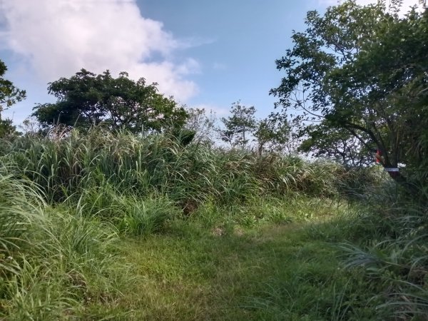 瑞芳區驚險驚嚇+短暫迷途的半屏大瀑布(瀑布稜)+小錐麓古道2886044