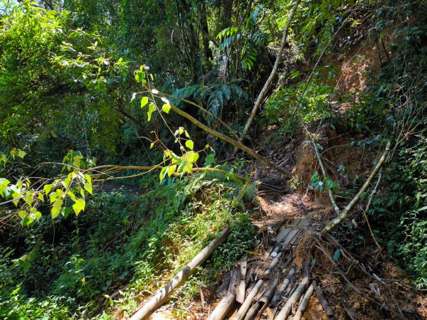 2024-08-22 澀水森林步道2578467