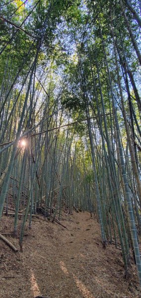 2025-01-30瑞太古道2704369