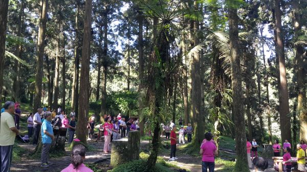 溪頭天文台登山步道 2017 09 11164596