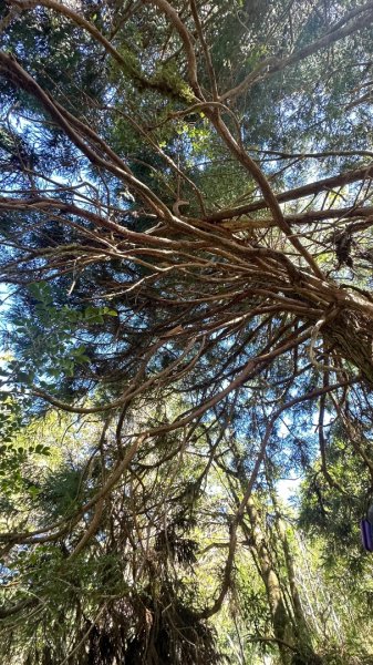 太平之旅 三星山/翠峰湖/見晴2873350