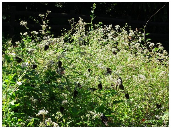 台中/大坑4號步道634924