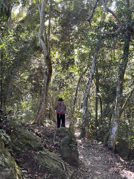 【小百岳】馬那邦山：竹林、楓葉、古戰場1198615