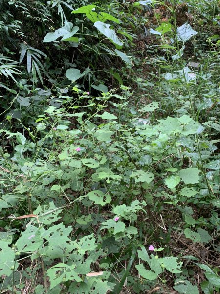 20251024台南光峰山2925651