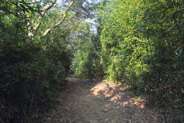 鶯歌碧龍宮.龜公山.牛灶坑山.鶯歌石695316