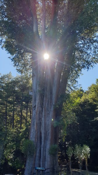 大雪山森林遊樂區+長壽山1157247