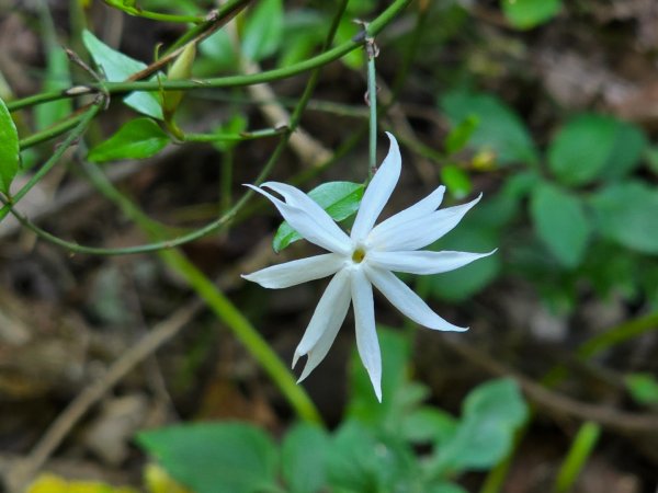 谷關松鶴橋對面的德芙蘭生態步道順登東卯山西南峰2748337