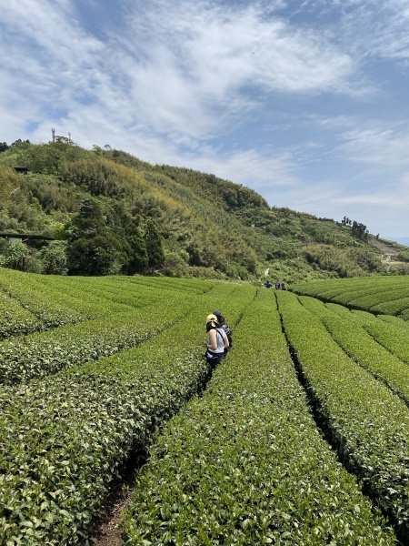 20200419_二延平隙頂山972194