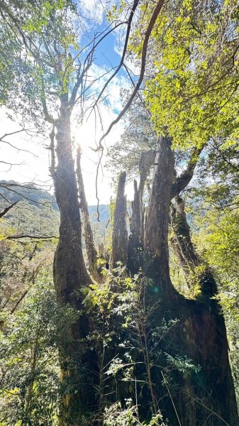 🌈228連假北橫賞櫻客製化四日遊Day2 FB：熊熊趴爬走🌈2724615