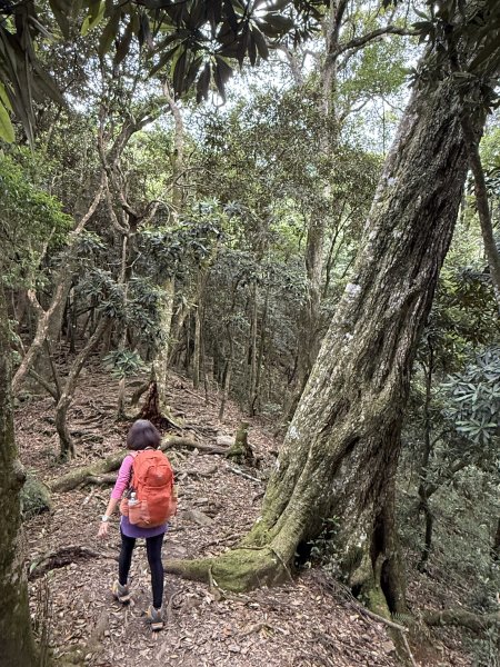 鳶嘴山+稍來神木 202508302873848