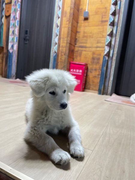 川藏深度之旅33天/A行程2902794