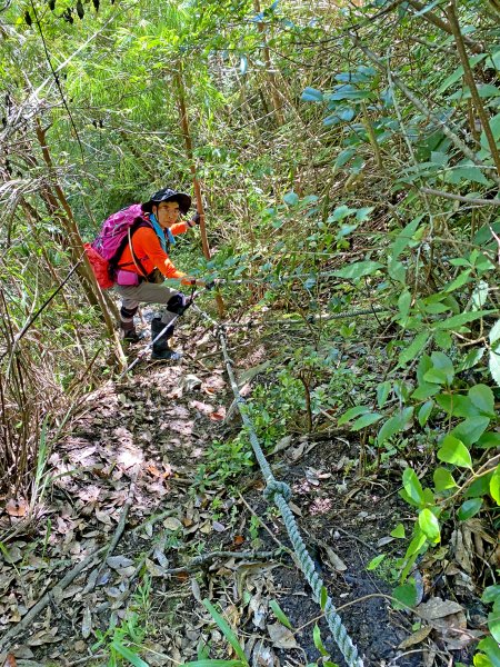 鳶嘴稍來神木、稍來山O型走20209151102476