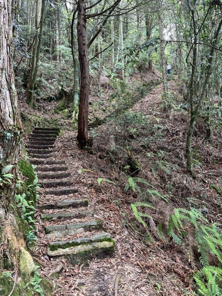 新竹 五峰 觀霧國家森林遊樂區 大鹿林道西線 榛山步道2811408