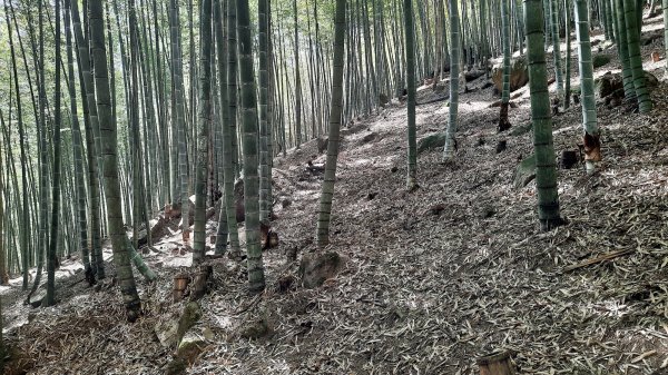 《南投》竹林台灣杉｜溪頭山竹崙山志騰山O繞202302182035816