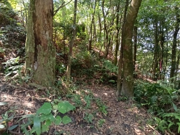 汐止區火燒坪山+車坪寮崙+五指山前峰O型2857913