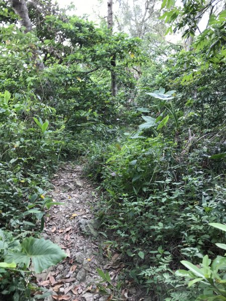 109年6月21日烏山紫竹寺-刣牛湖山1007496