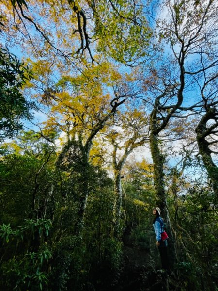 【內鳥嘴山】金黃色山毛櫸1202563