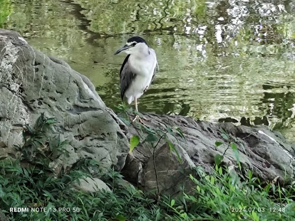 大安森林公園【走路趣尋寶】【臺北健走趣】2541538