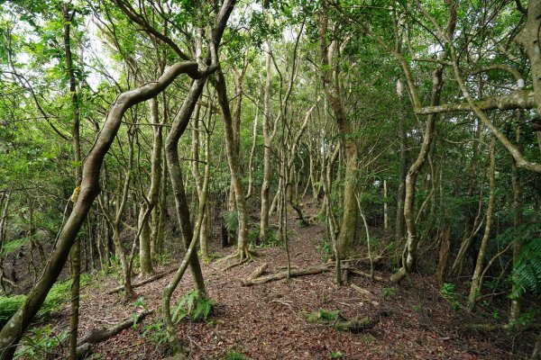 新北 新店 石碇後山、赤腳蘭山、暗寶劍山、鳥嘴尖2793489