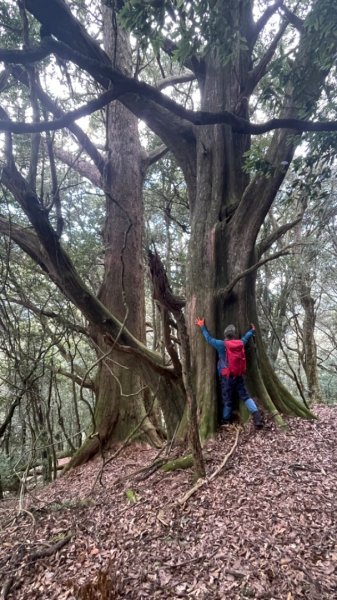 對關追龍貓🚌1970022