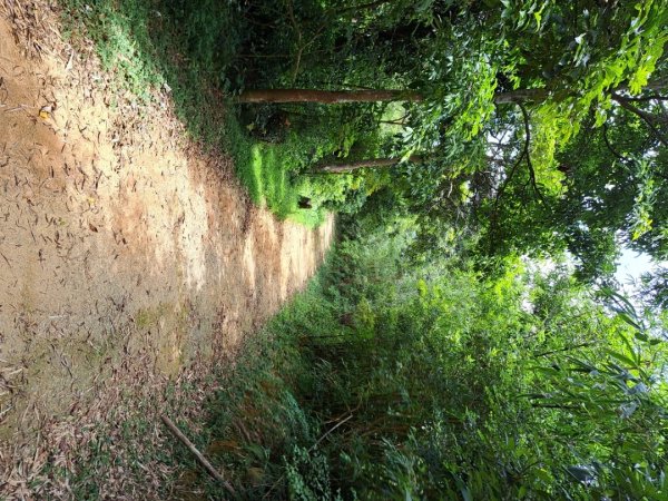 2026森遊竹縣：石光古道（老虎山步道）3107336