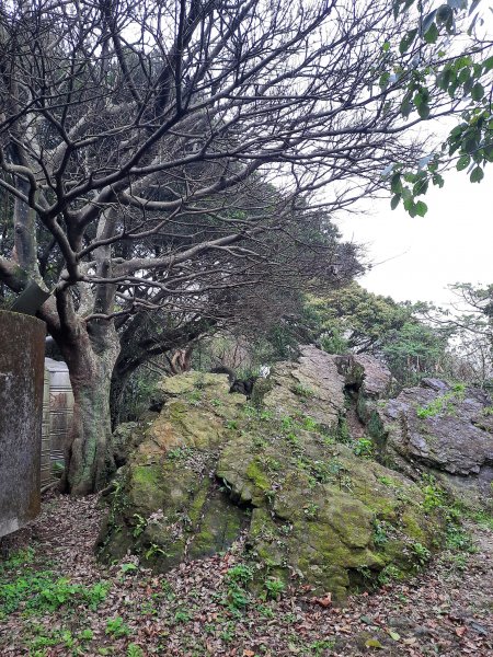 2023/01/23 桃園大棟山(小百岳)，樹林大同山，青龍嶺2003270