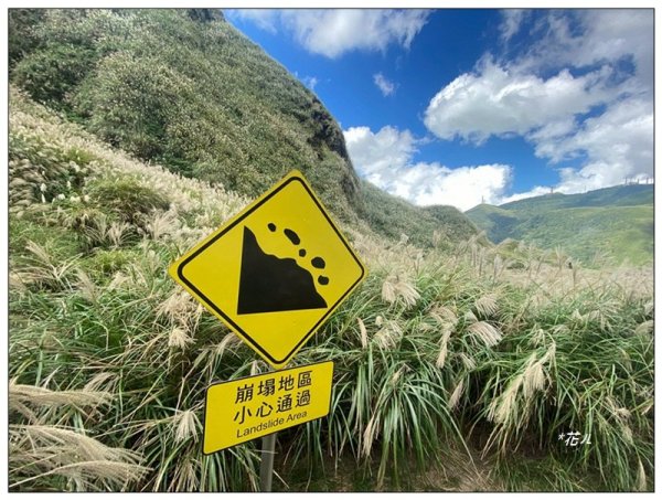 七星山步道、芒花搖曳3137692