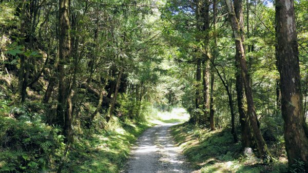 山毛櫸步道,望洋山步道2587705