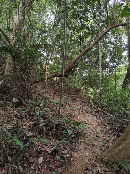 2024.04.14 倒別牛登中坑山飛鳳山O型2922823