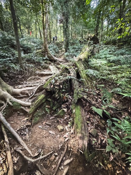 高島P型縱走-夢幻的杉林營地3012439